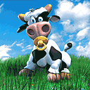 j'adore les vaches mdr toute mimi  
