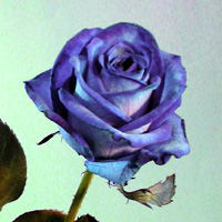 ma fleur preferer et la fleur preferer de mon cherie aussi !!!!!!